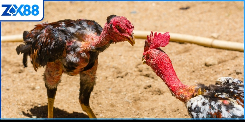 Thủ thuật đá gà Mỹ là ghi chép thành tích thi đấu Thủ thuật đá gà Mỹ là ghi chép thành tích thi đấu